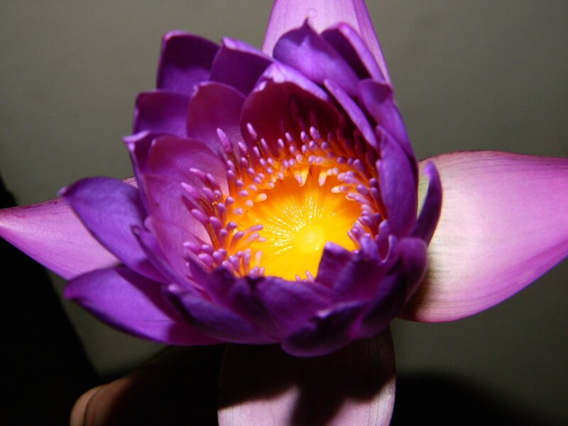 Purple Water Lily Flower — Dramatic, Photograph, Petals, Stamen, Center