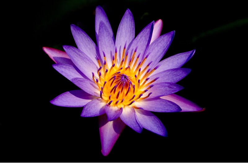 Purple Water Lily Flower — Dramatic, Photograph, Petals, Stamen, Dark Background