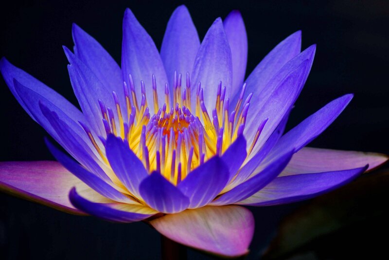 Purple Water Lily Flower — Dramatic, Photograph, Petals, Stamen