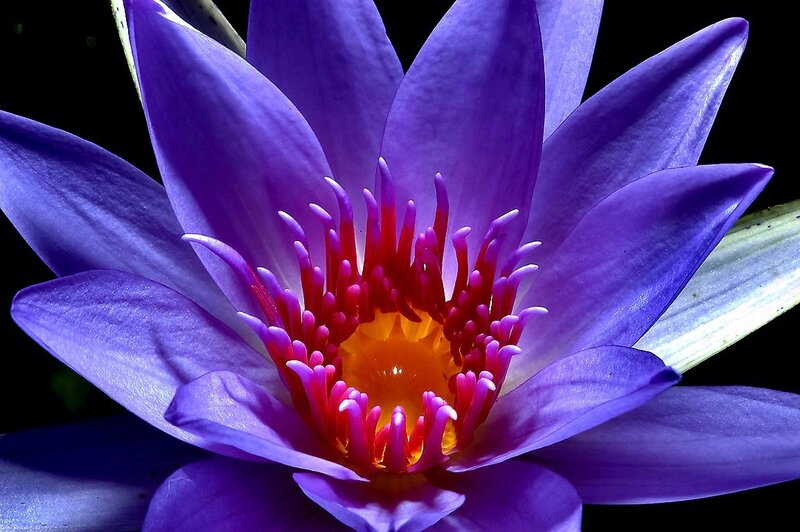 Purple Water Lily Flower — Dramatic, Photograph, Petals