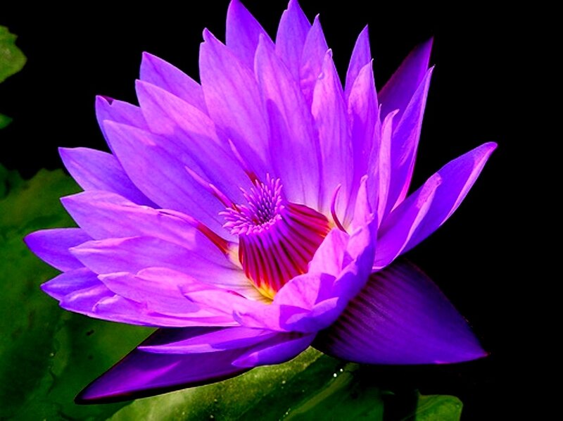 Purple Water Lily Flower — Dramatic, Photograph