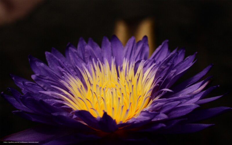 Purple Water Lily Flower — Dramatic, Photograph, Yellow Center, Dark Background