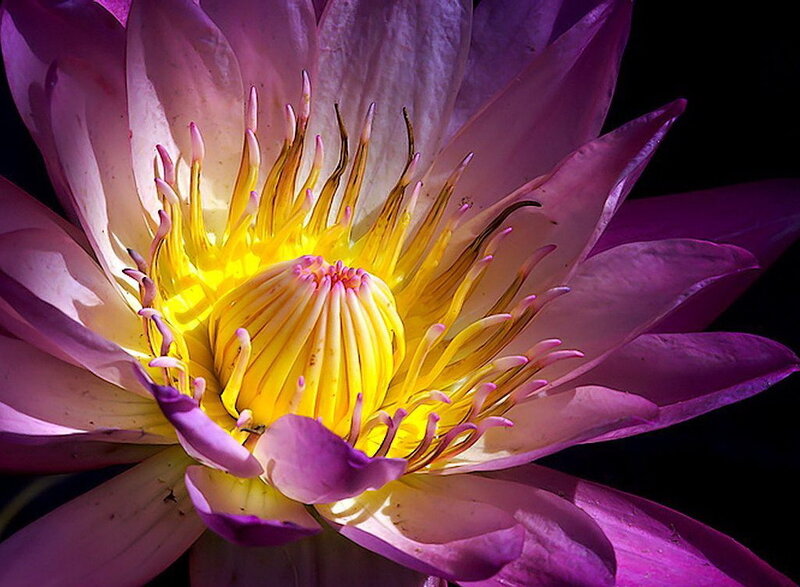 Purple Water Lily Flower — Dramatic