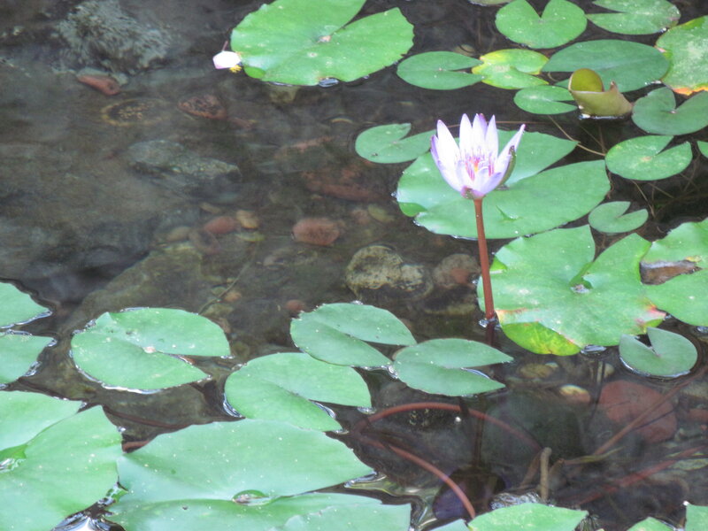 Purple Water Lily Flower — Green, Serene, Afternoon, Photograph