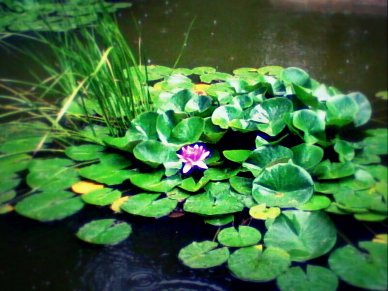 Purple Water Lily Flower — Green, Serene, Photograph
