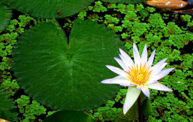 Purple Water Lily Flower — Green, Serene