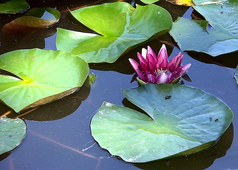 Purple Water Lily Flower — Green