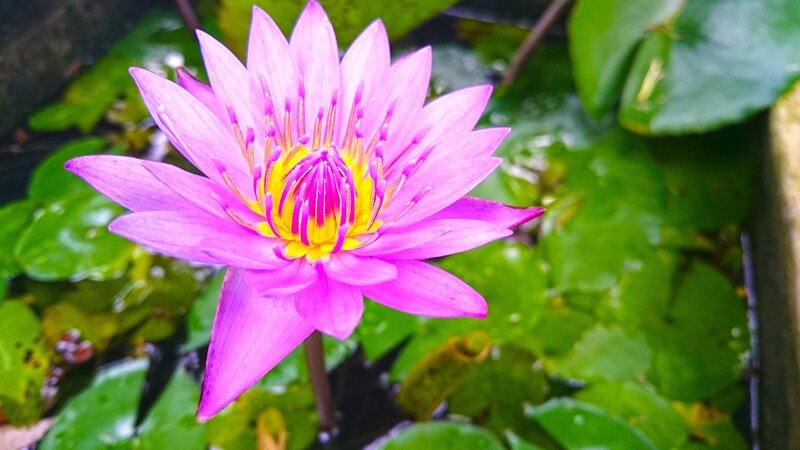 Purple Water Lily Flower — Pink