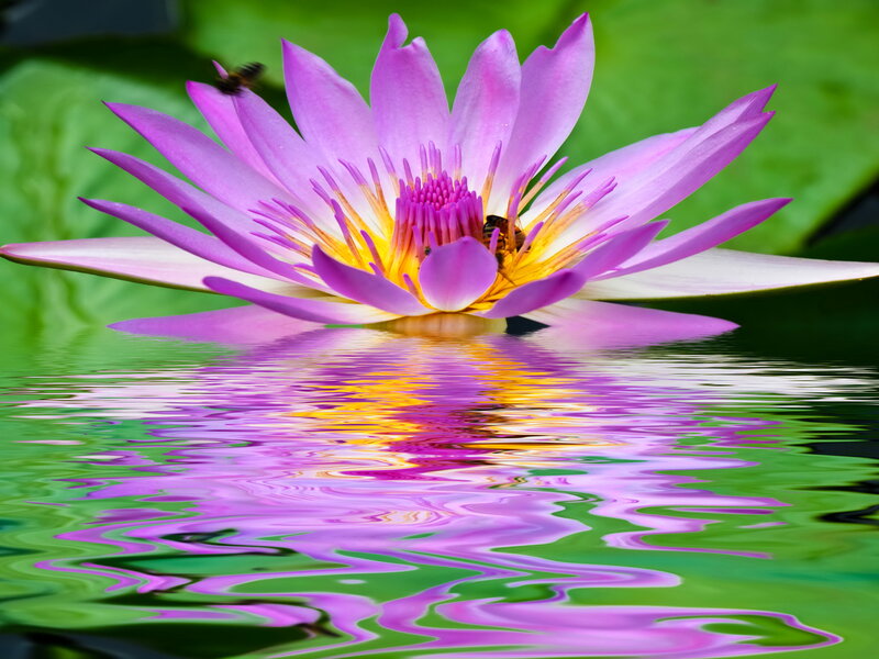 Purple Water Lily Flower — Serene, Afternoon, Photograph, Bee
