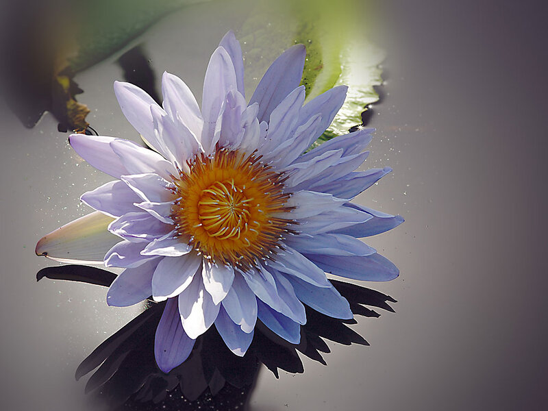 Purple Water Lily Flower — Serene, Afternoon, Photograph, Leaf