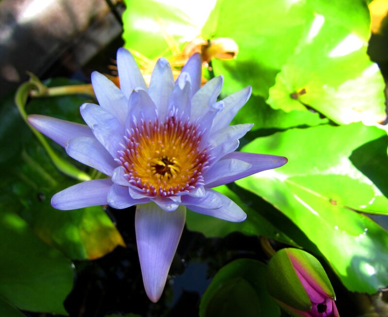 Purple Water Lily Flower — Serene, Afternoon, Photograph, Lily Pad, Buds, Pond