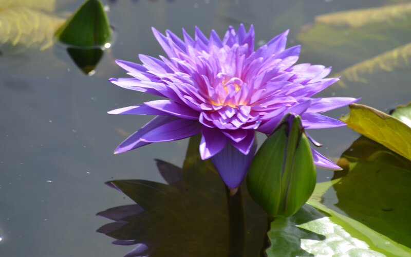 Purple Water Lily Flower — Serene, Afternoon, Photograph, Lily Pad, Buds