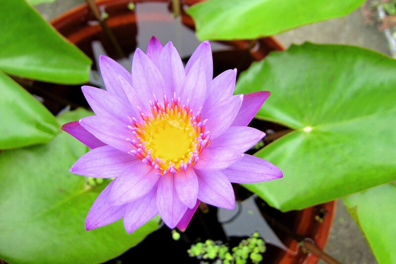 Purple Water Lily Flower — Serene, Afternoon, Photograph, Lily Pad, Pot