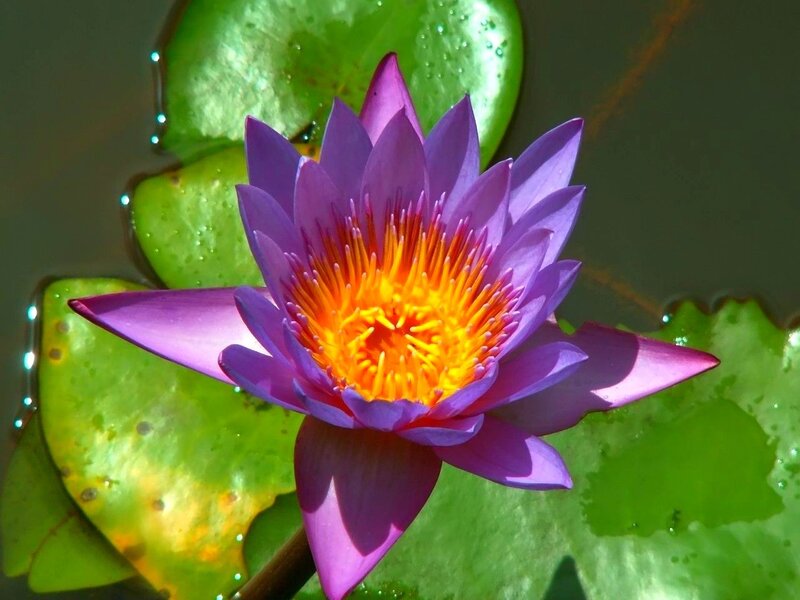Purple Water Lily Flower — Serene, Afternoon, Photograph, Lily Pad, Sunlight, Yellow