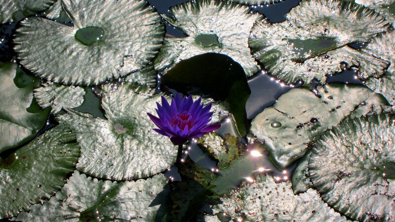 Purple Water Lily Flower — Serene, Afternoon, Photograph, Lily Pads, Sunlight