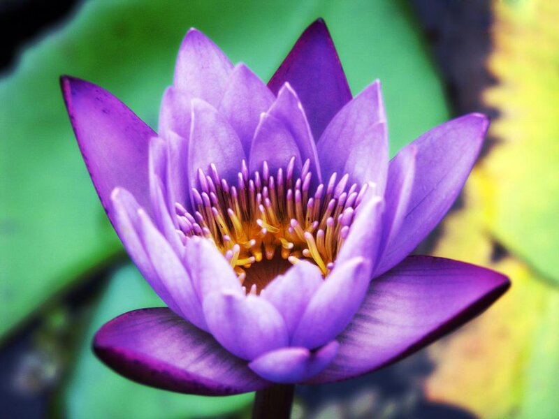 Purple Water Lily Flower — Serene, Afternoon, Photograph, Petals, Stamen, Leaf, Green