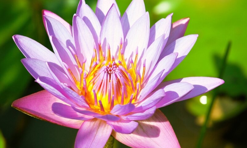 Purple Water Lily Flower — Serene, Afternoon, Photograph, Petals, Stamen, Leaf