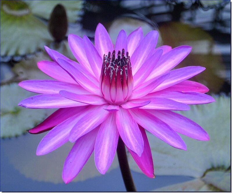 Purple Water Lily Flower — Serene, Afternoon, Photograph