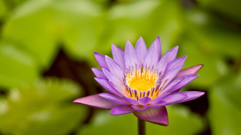Purple Water Lily Flower — Serene, Afternoon, Photograph, Yellow Center, Green Leaves, Yellow, Green