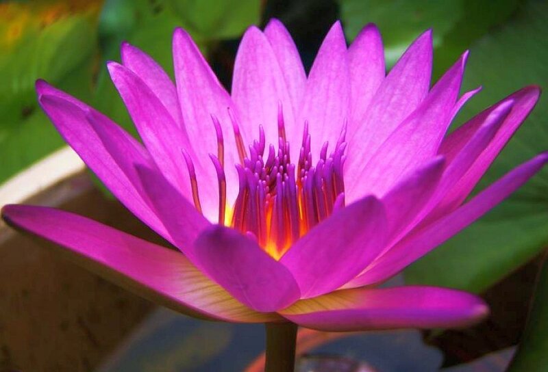 Purple Water Lily Flower — Serene, Afternoon