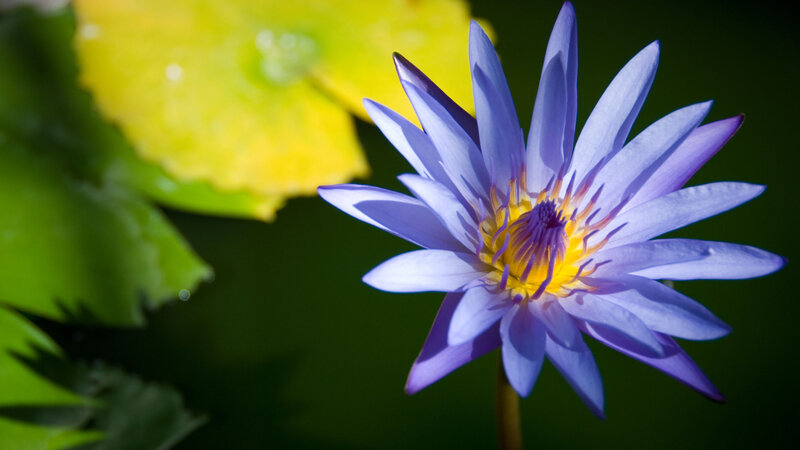 Purple Water Lily Flower — Serene, Daytime