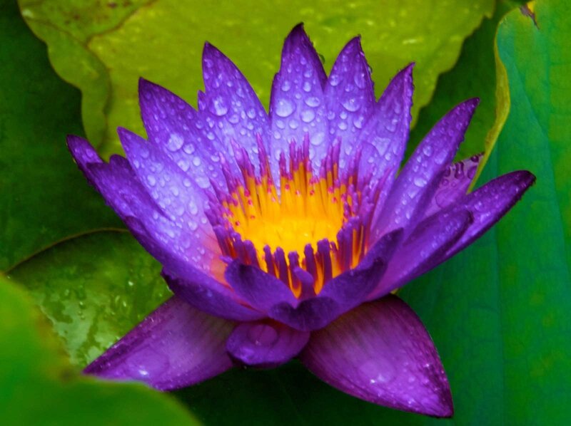 Purple Water Lily Flower — Serene, Morning, Photograph, Green Leaf
