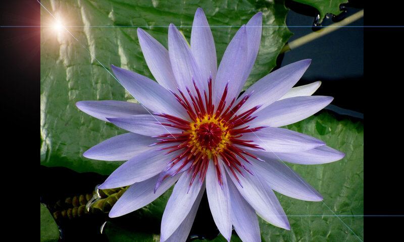 Purple Water Lily Flower — Serene, Morning, Photograph