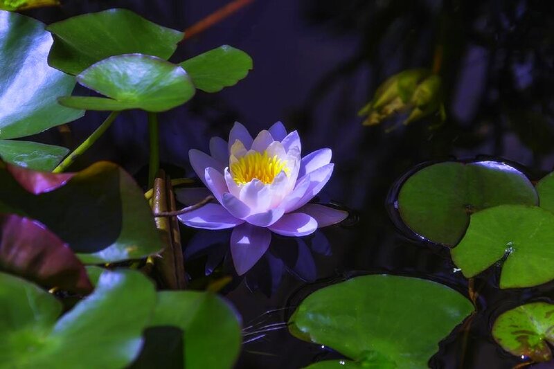 Purple Water Lily Flower — Serene, Night