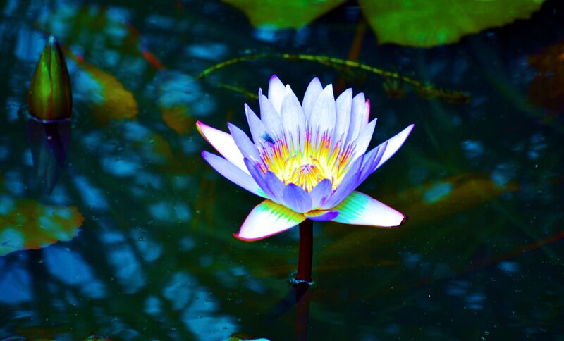 Purple Water Lily Flower — Serene, Photograph, Bud, Lily Pad