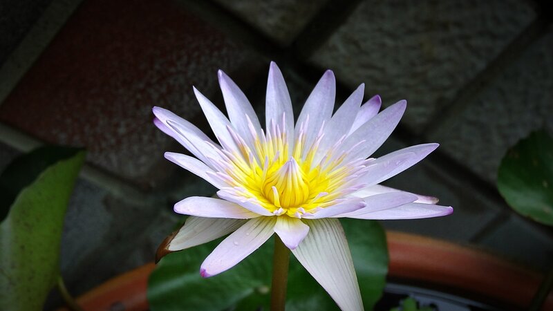 Purple Water Lily Flower — Serene, Photograph, Green Leaf, Pot
