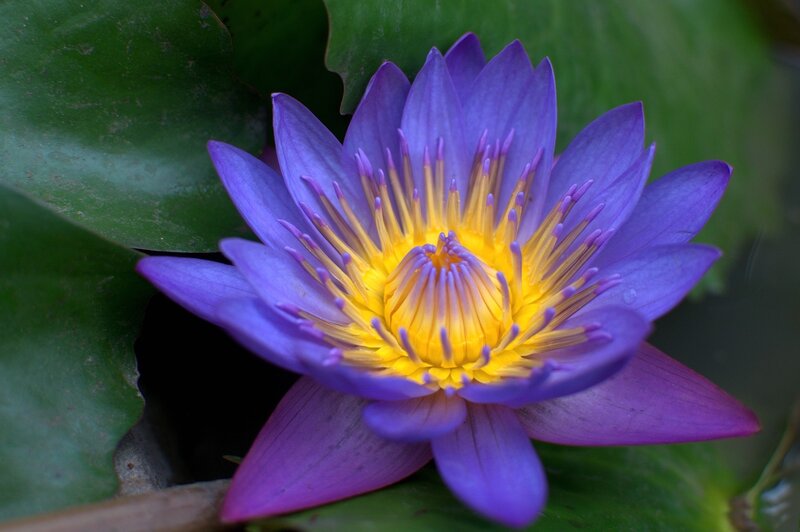 Purple Water Lily Flower — Serene, Photograph, Green Leaf