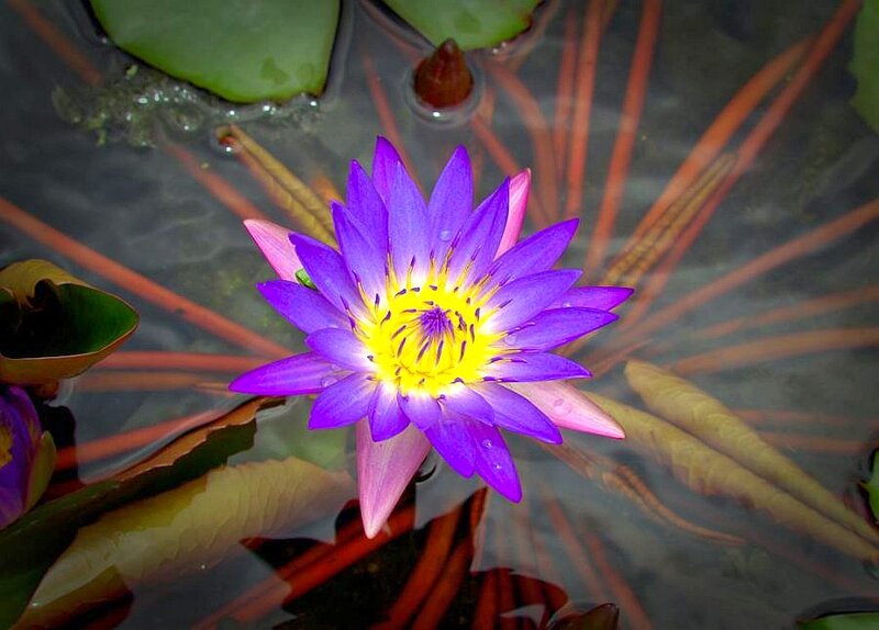 Purple Water Lily Flower — Serene, Photograph, Lily Pad, Stem