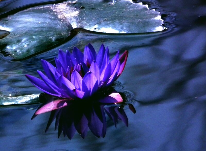 Purple Water Lily Flower — Serene, Photograph, Lily Pad
