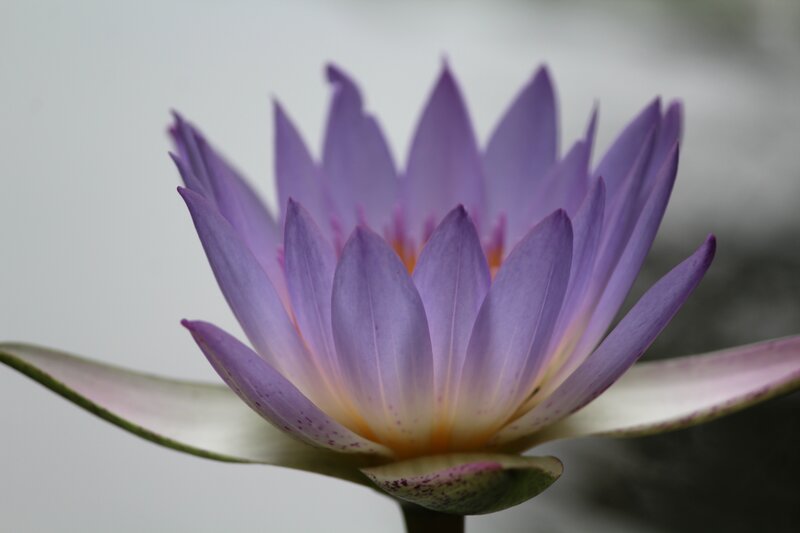 Purple Water Lily Flower — Serene, Photograph, Petals, Leaf