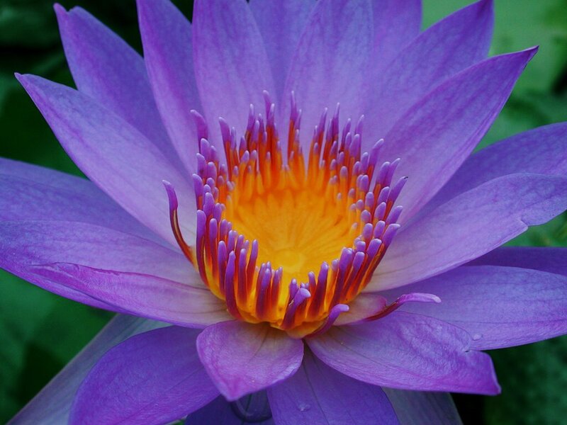 Purple Water Lily Flower — Serene, Photograph, Petals, Stamen, Green Leaves