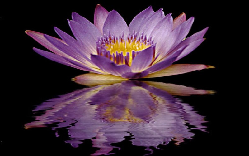 Purple Water Lily Flower — Serene, Photograph, Reflection