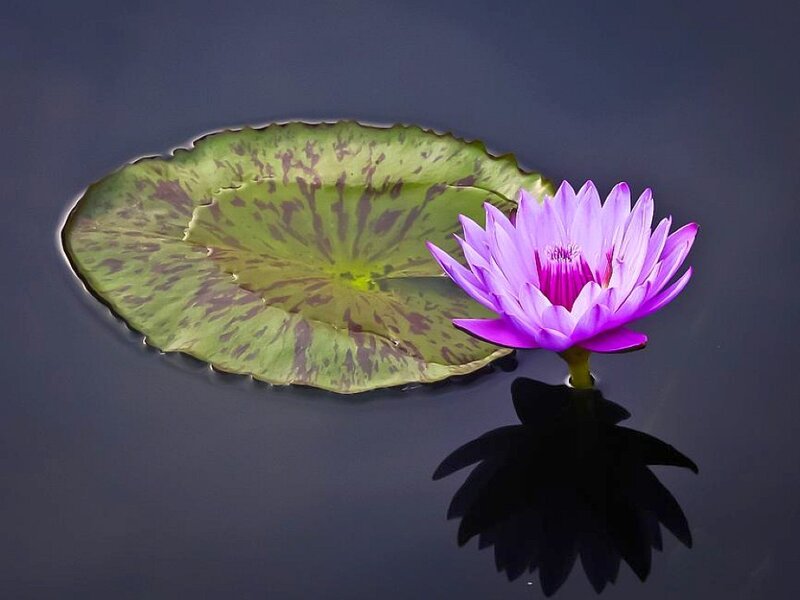 Purple Water Lily Flower — Serene