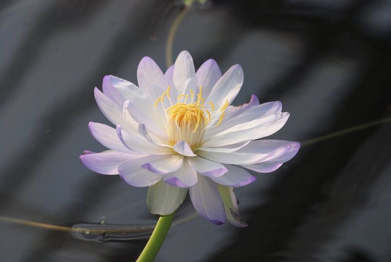 Purple Water Lily Flower — White