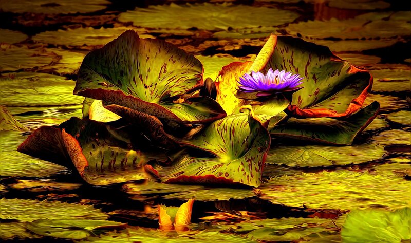Purple Water Lily Flower — Yellow