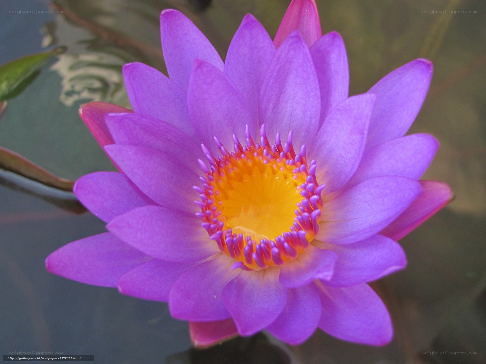 Purple water lily flower