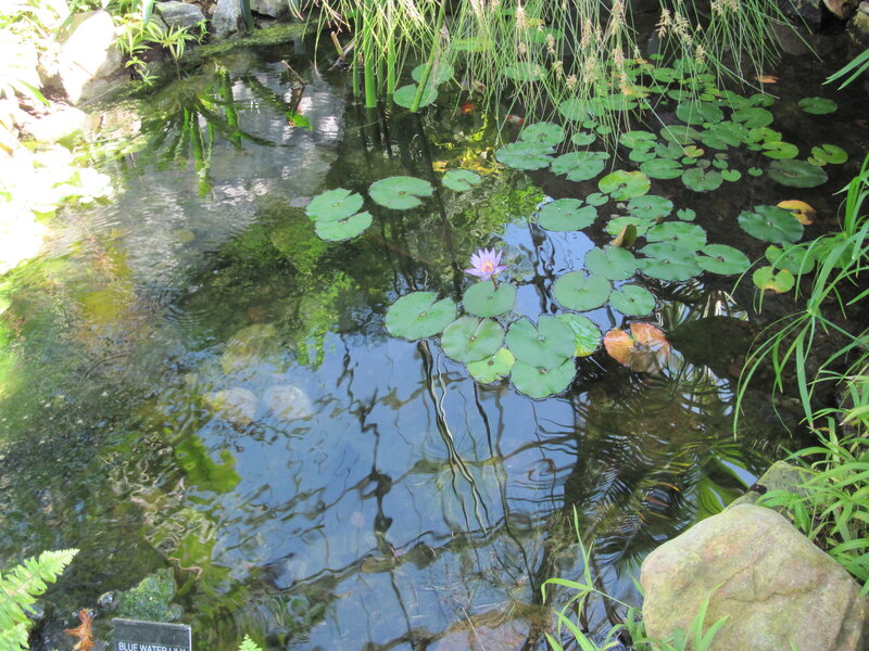 Purple Water Lily — Green, Serene