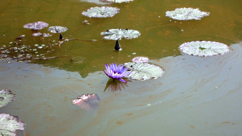 Purple Water Lily — Green