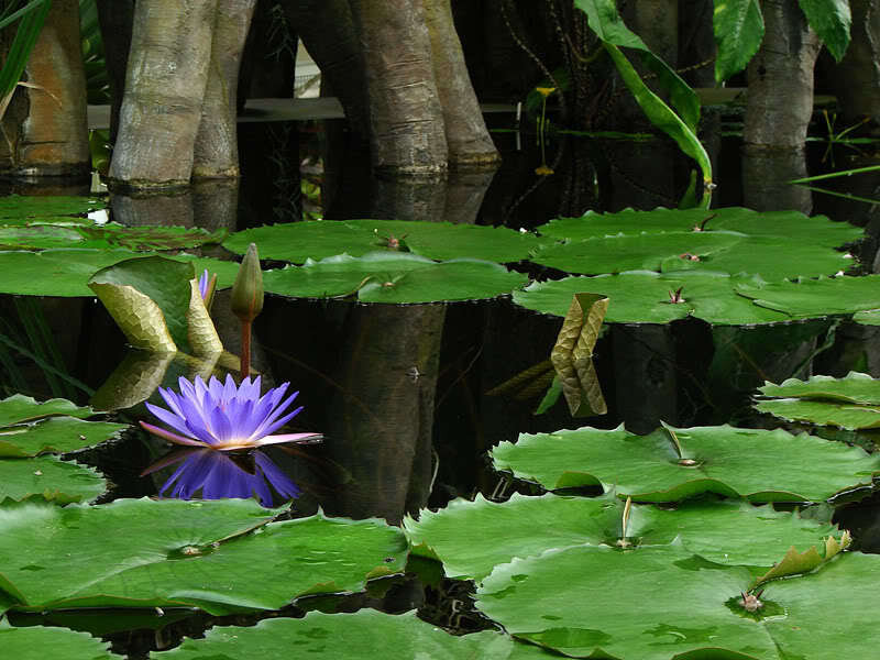Purple water lily in a pond