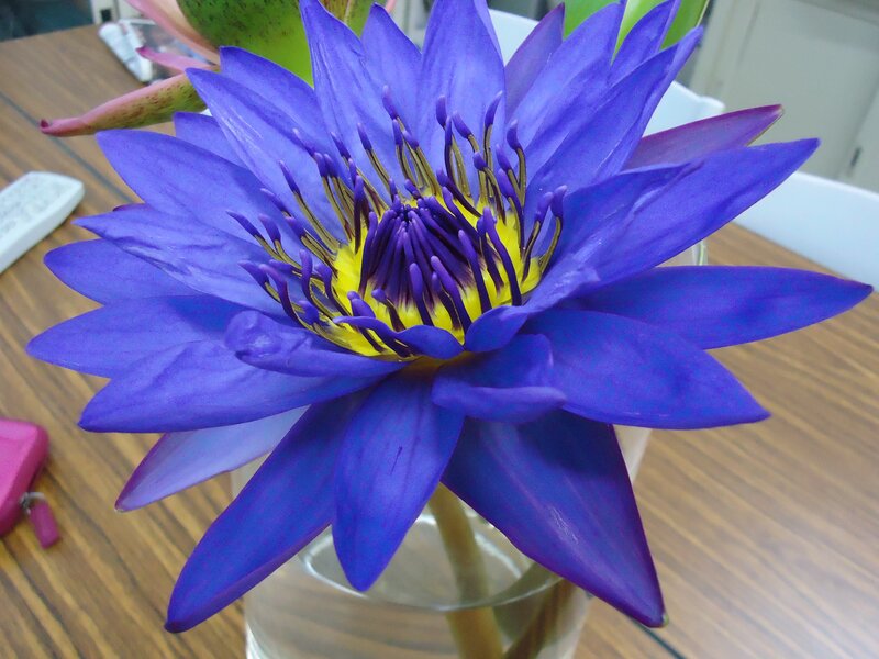 Purple water lily in a vase