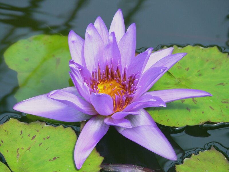 Purple water lily in bloom