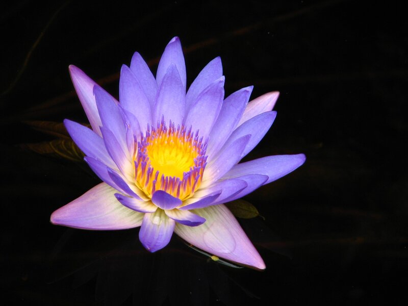 Purple water lily in bloom