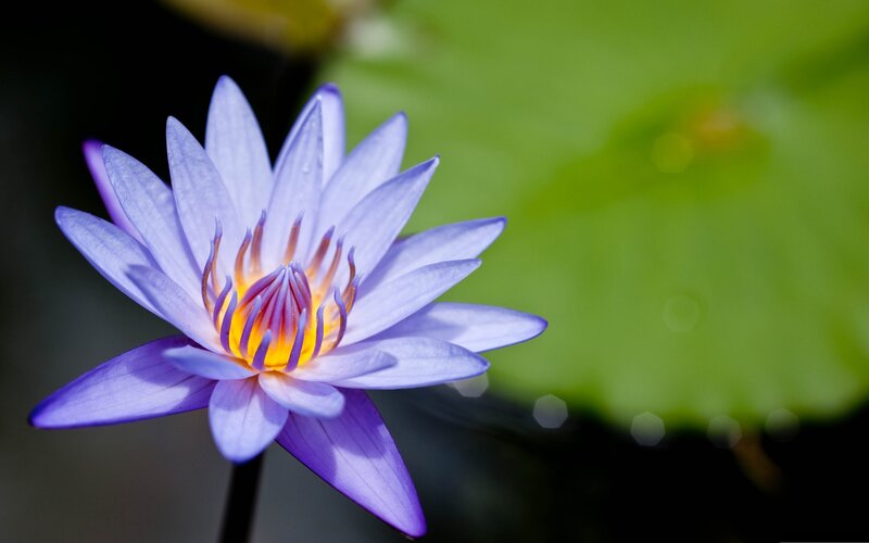 Purple water lily in bloom