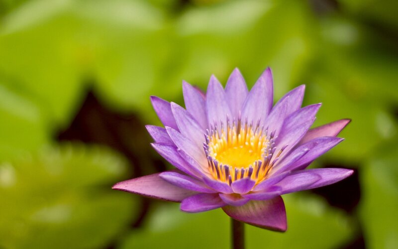 Purple water lily in bloom