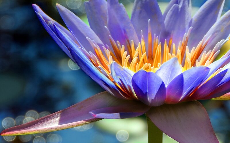 purple water lily in bloom