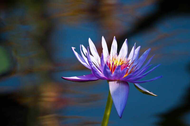 Purple water lily in bloom